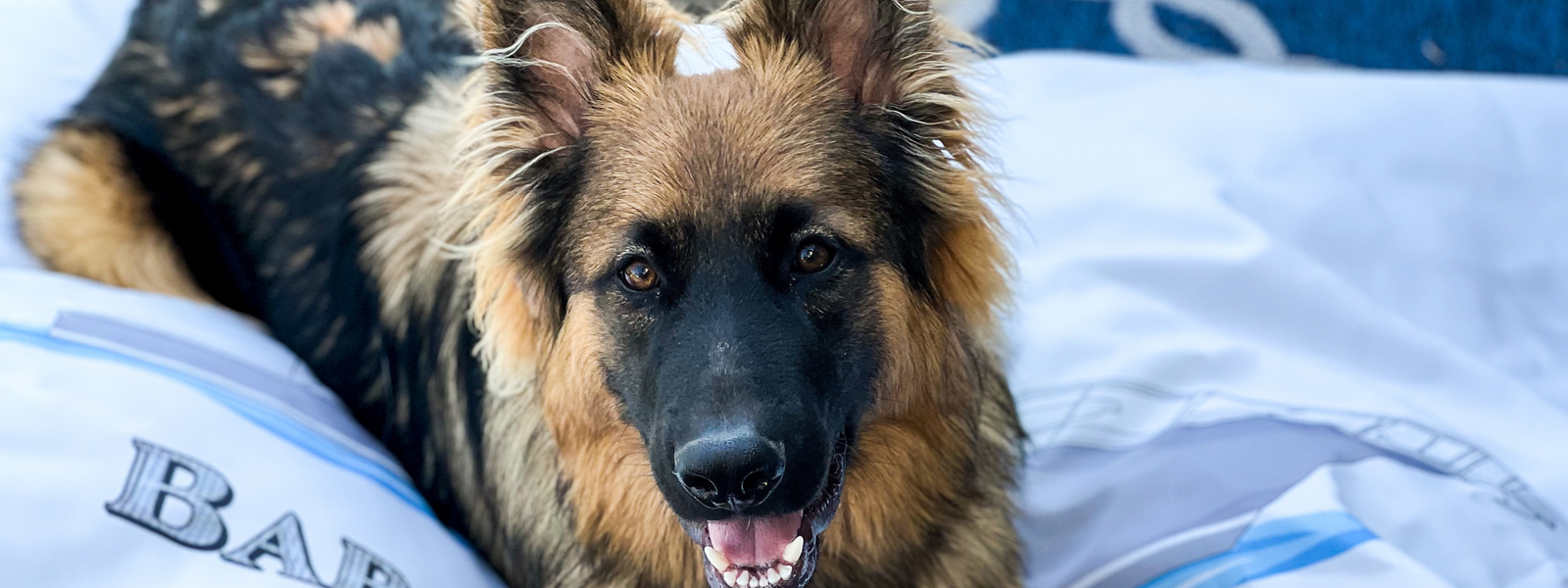 Introducing Custom Captain's Pet Collection