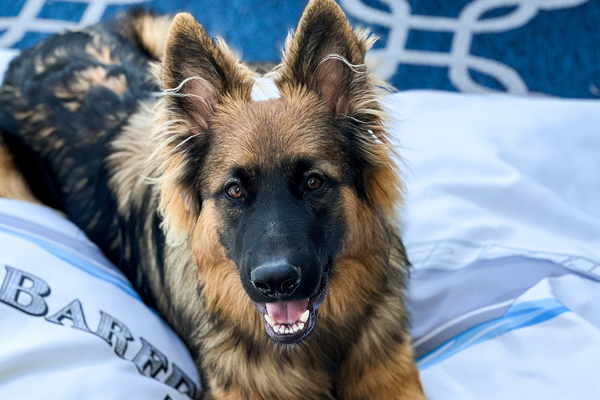 Introducing Custom Captain's Pet Collection