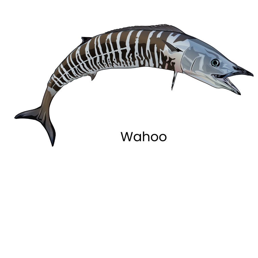 The Custom Captain Product